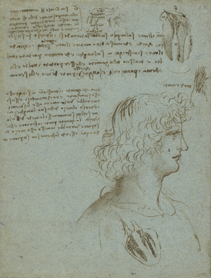 Studies of the heart, and the head of a youth in profile c.1511-13 (pen & ink on blue paper)