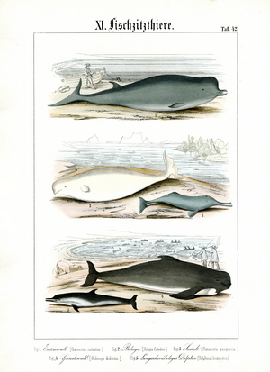 Whales and Dolphins in Their Marine Habitats, 1851 (Lithography)