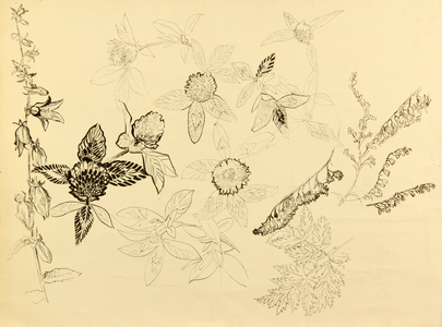 Flowers, 1960 (tempera on paper)