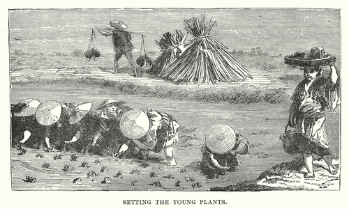 Setting the young plants (engraving)
