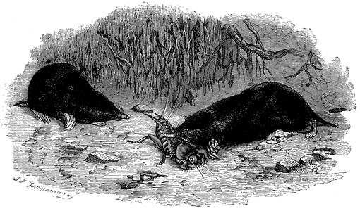 Mole