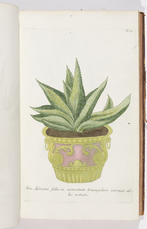 Aloe Africana , 1737 (engraving)
