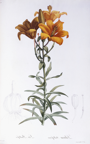Lilium Bulbiferum (Orange, Fire or Tiger Lily), 1802-1816 (stipple engraving printed in colours and finished by hand)