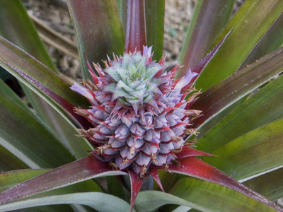 Pineapple flower - from the beautiful pineapple flower to a delicious fruit. In commercial farming, flowering can be artificially induced and the early harvesting of the main fruit can encourage the development of a second crop of smaller fruits.  (photo)