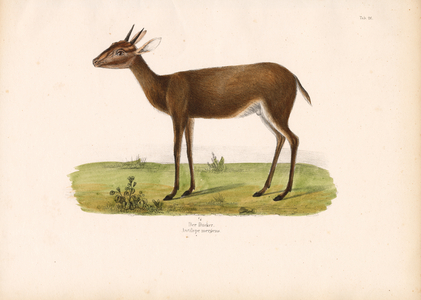 Common Duiker in the Savanna, 1848 (lithography)