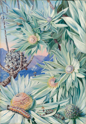 Foliage, flowers, and fruit of the South African silver tree, 1882 (oil on board)