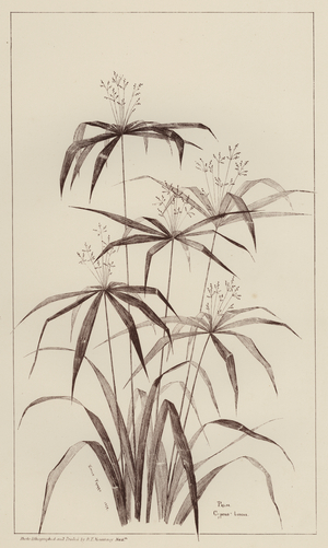 Palm Cyperus Luscus (litho)