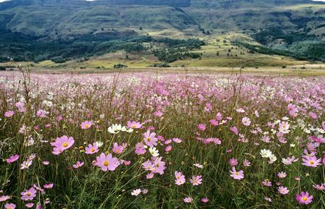 Flowers, Natal Drakensberg Park, KwaZulu-Natal (photo)