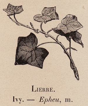 Le Vocabulaire Illustre: Lierre; Ivy; Epheu (engraving)