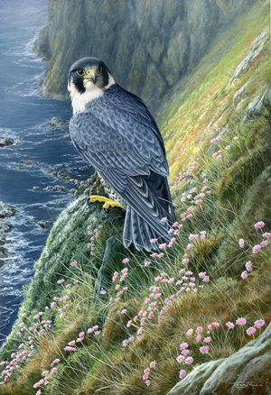 Peregrine, 2015 (acrylic on board)