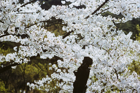 Cherry Viewing Festival, Japan (photo)