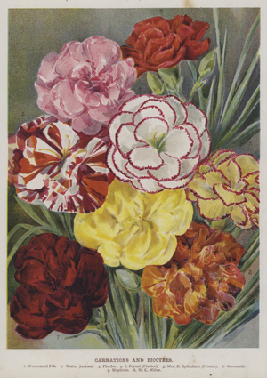 Carnations and Picotees (chromolitho)