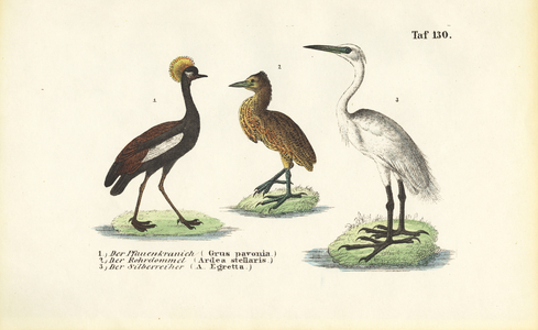 Cranes and Herons, 1850 (lithography)