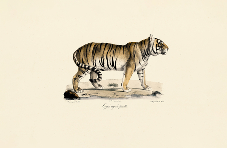 Bengal Tiger (Female) in Side View, 1824 (hand-coloured litho)