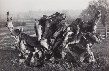 ‘Laocoon’, Carswall’s Farm, Newent, Gloucestershire, 1931-46 (photo)