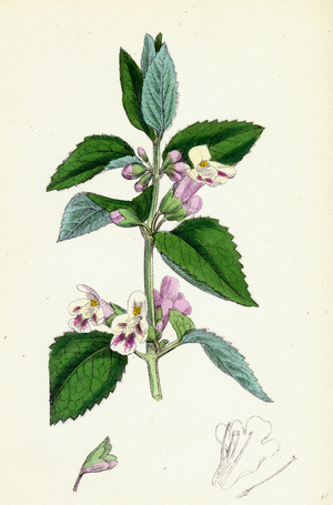 Melittis Melissophyllum Bastard Balm