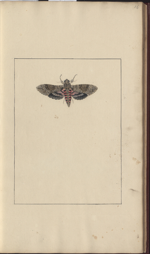 Lindsay Drawings Vol. VI, 16, 1750-79 (w/c on paper)