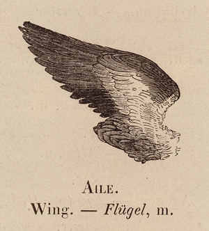 Le Vocabulaire Illustre: Aile; Wing; Flugel (engraving)