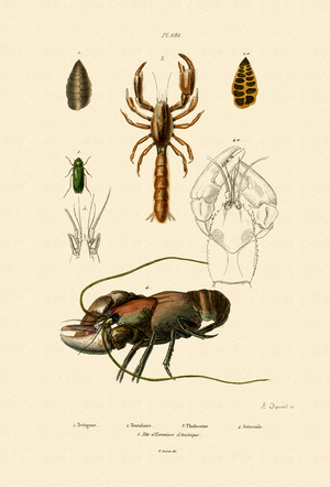 Great Green Bush Cricket, 1833-39 (coloured engraving)