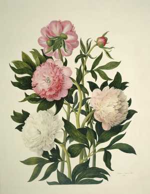 Paeonia sp.