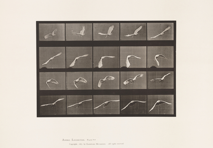 Plate 760. Cockatoo; Flying, 1885 (collotype on paper)