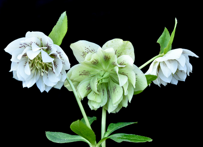 lenten-rose on black background (photo)