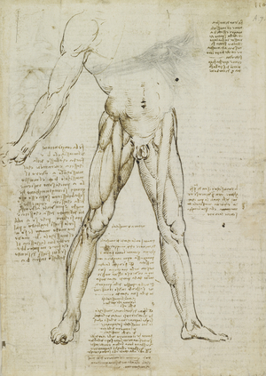Recto: The muscles of the leg, c.1510-11 (black chalk, pen & ink, wash on paper)