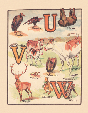 OUR ANIMALS ALPHABET: U V W, 1920 (illustration)