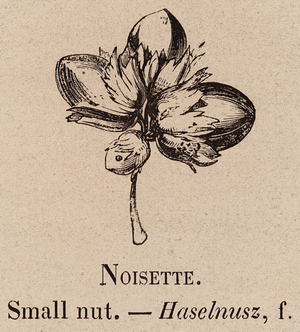 Le Vocabulaire Illustre: Noisette; Small nut; Haselnusz (engraving)