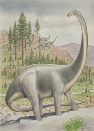 Diplodocus (w/c on paper)