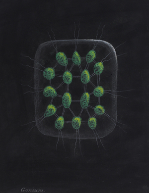 Alga (pastel on paper)