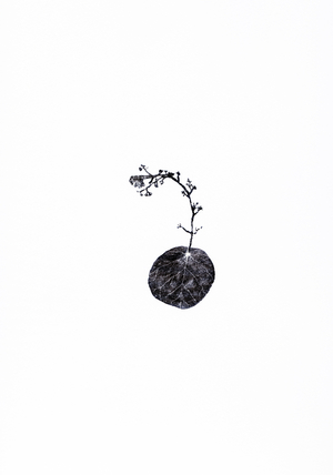 Tug, 2014, (wood engraving on paper)