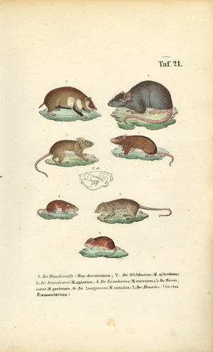 Various Species of Muridae, 1850 (lithography)