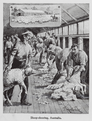 Sheep-shearing, Australia (litho)