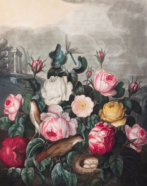 Roses, 1799-1807 (Plate)