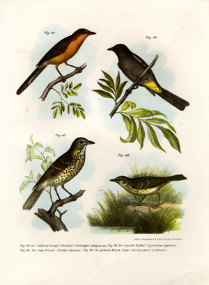 Rufous-breasted Babbler, 1864 (colour litho)