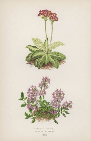 Primula Scotica; Thymus Alpinus (colour litho)
