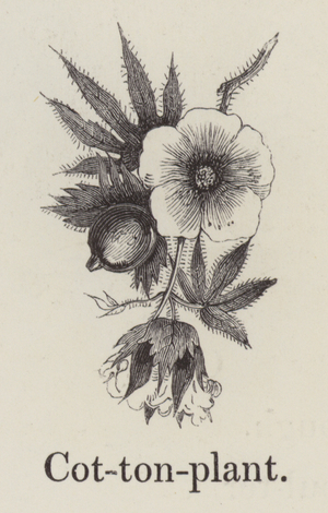 Cotton plant (engraving)