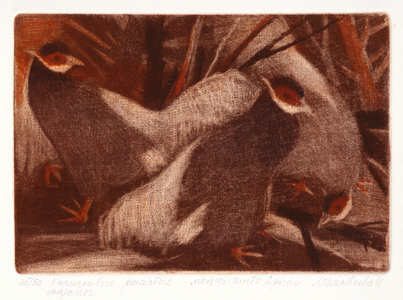 Brown-Eared Pheasant (Crossoptilon mantchuricum), 1993 (mezzotint)