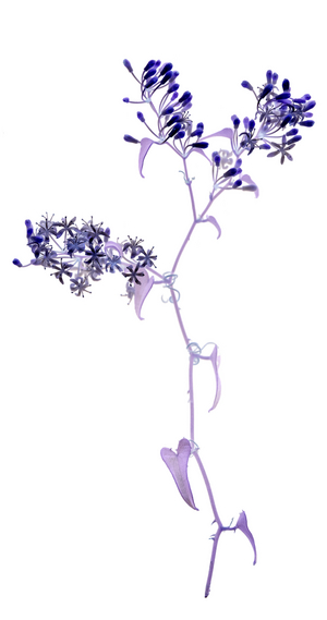 Smilax aspera I, 2019 (photo)
