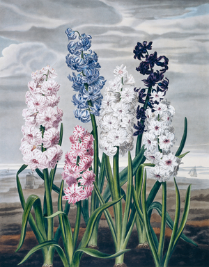 Beauties of Flora
