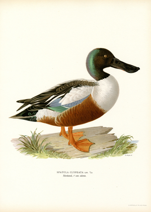 Northern Shoveler (colour litho)
