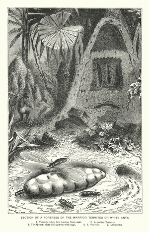 Wilds of Africa: Section of a Fortress of the Warrior Termites or White Ants (engraving)