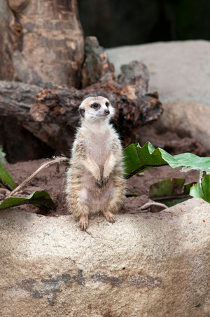 Meerkat, suricata suricatta, Singapore Zoo, Singapore (photo)