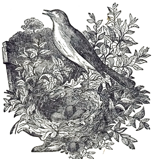 An engraving depicting a Common nightingale, a small passerine bird best known for its robust and beautiful song, 19th century