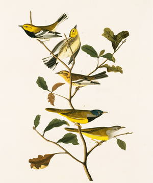 Dendroica fusca, Dendroica virens, Oporornis tolmiei, Plate 399 from John James Audubon's Birds of America, original double elephant folio, 1827-30 (hand-coloured aquatint)