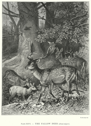 The Fallow Deer (Dama Vulgaris) (engraving)