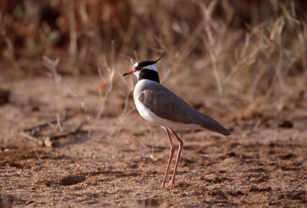 Black-headed plover. noisy when approached (photo)