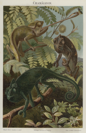Chameleons (colour litho)