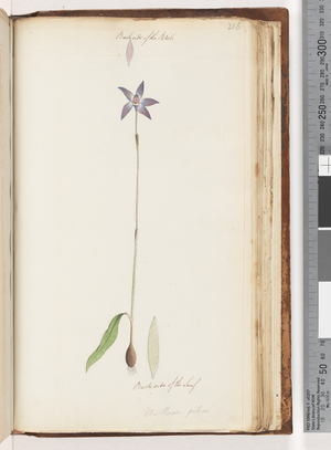 Page 206. Backside of the Petals. Backside of the Leaf. Arethusa pilosa / wax lip orchid (w/c)